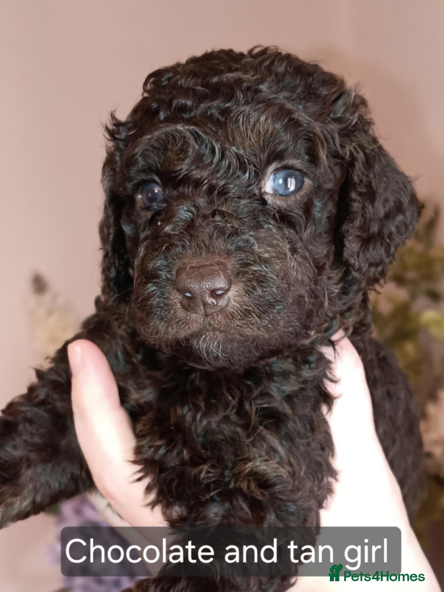 Cockapoo dogs Gorgeous merle and chocolate Cockapoos. - Advert 15