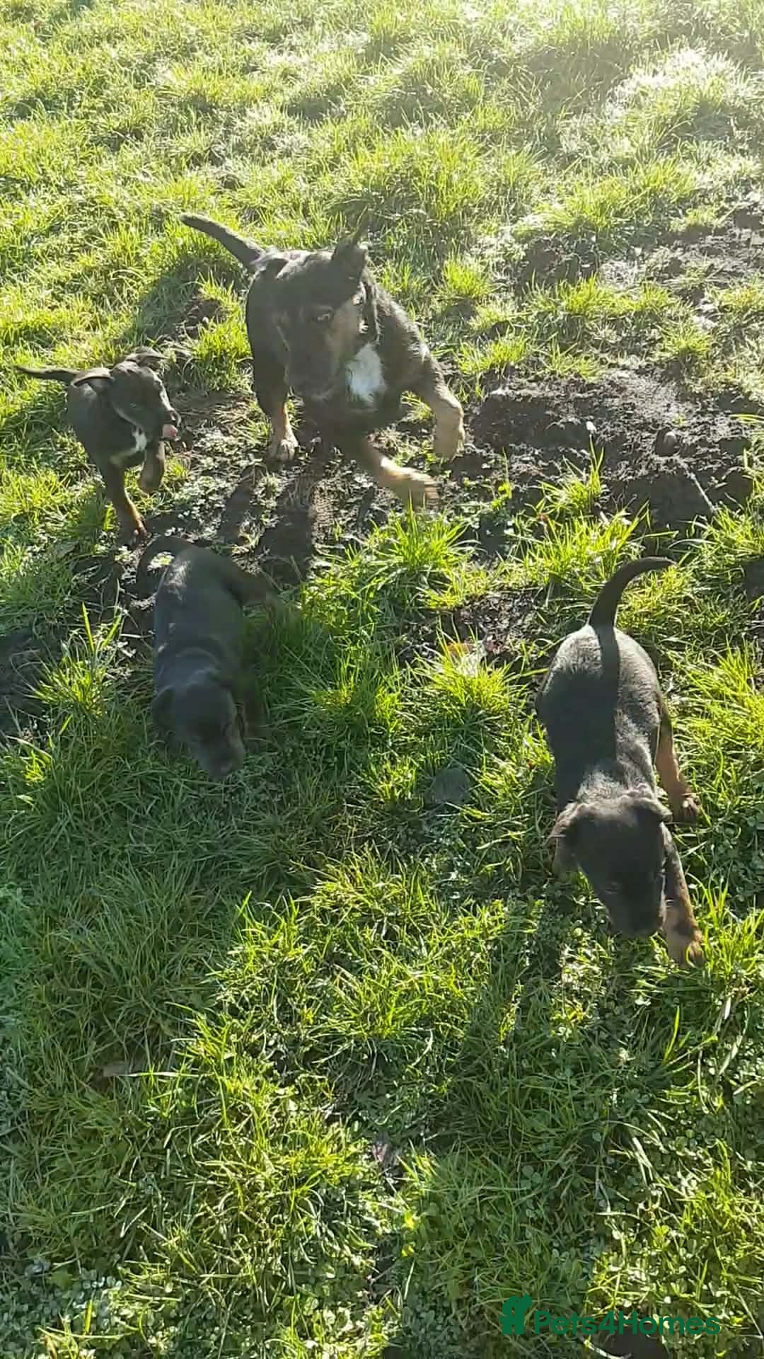 Mixed Breed dogs for sale: 1/4 Jagd, 3/4 Lakeland. Working terrier male - Advert 6