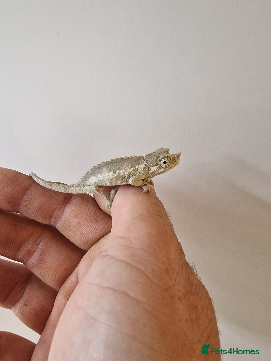 Chameleon reptiles for sale: Baby jackson Chameleons 5 Males left - Advert 5
