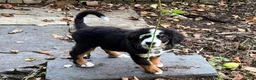Bernedoodle dogs for sale: Meet Atlas  in Ferryside - Advert 4