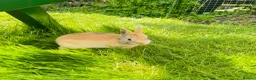 Netherland Dwarf rabbits for sale: Beuitiful netherland dwarf babys  - Advert 8