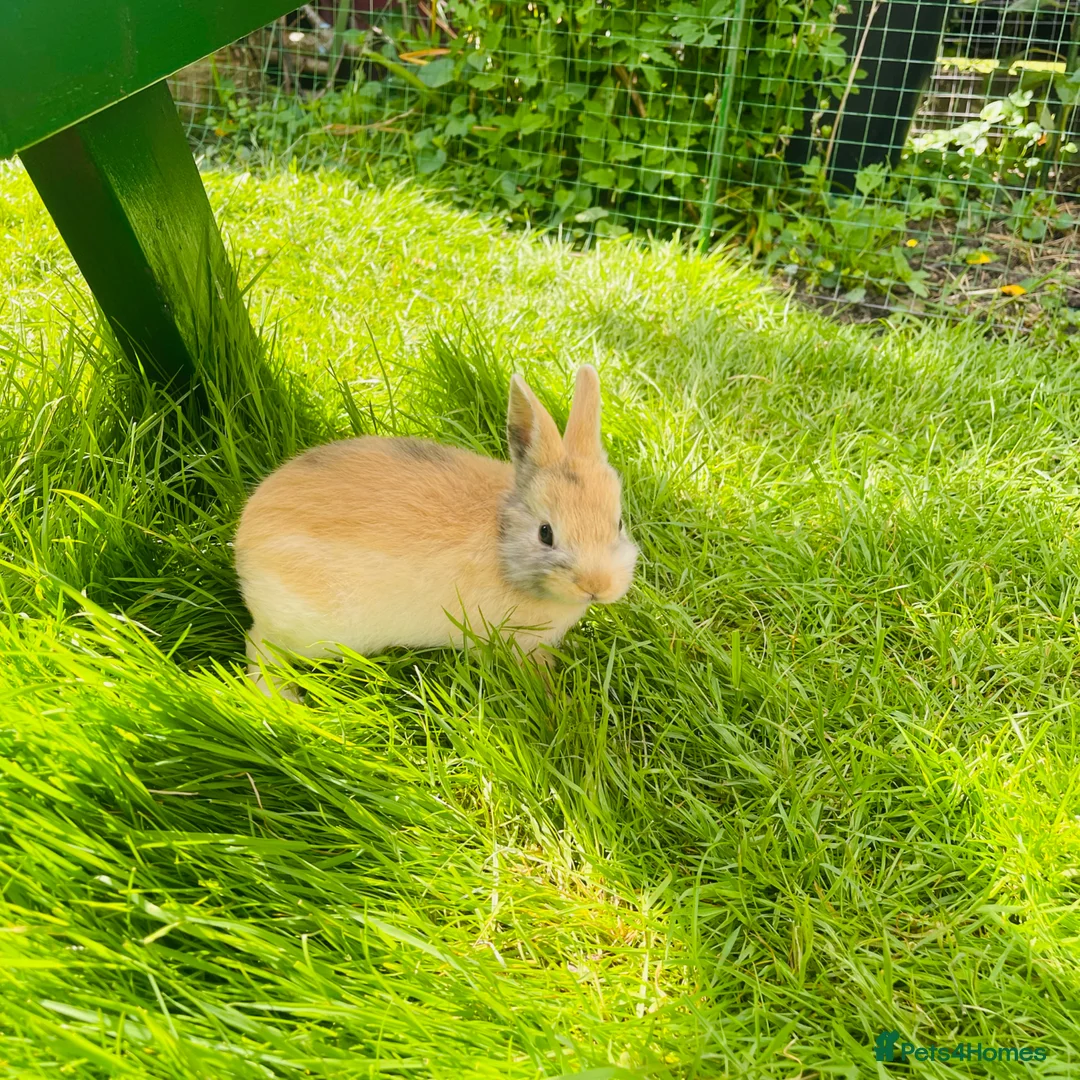 Netherland Dwarf rabbits for sale: Beuitiful netherland dwarf babys  - Advert 8