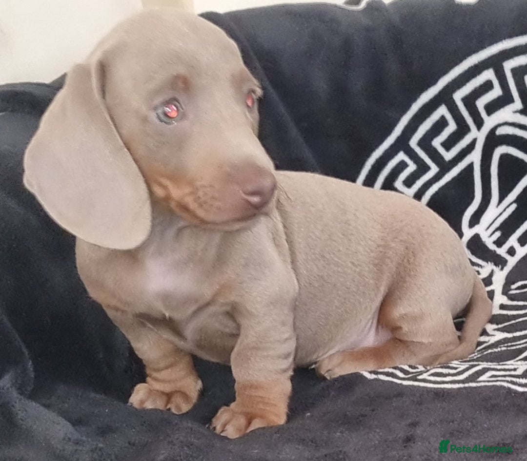 Dachshund dogs for sale: Gorgeous Mini Dachshund puppy's  - Image 19