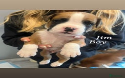 Boxer dogs for sale: Beautiful Boxer Puppies  🐾 - Image 15