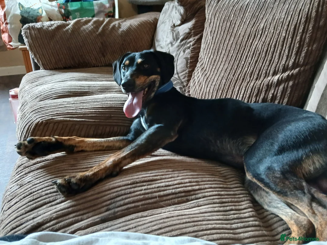 Mixed Breed dogs for sale: 2 year old Male Beagle cross Pincher - Advert 1