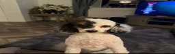Poochon dogs for sale: Poochons for sale in Bishop Auckland - Advert 3