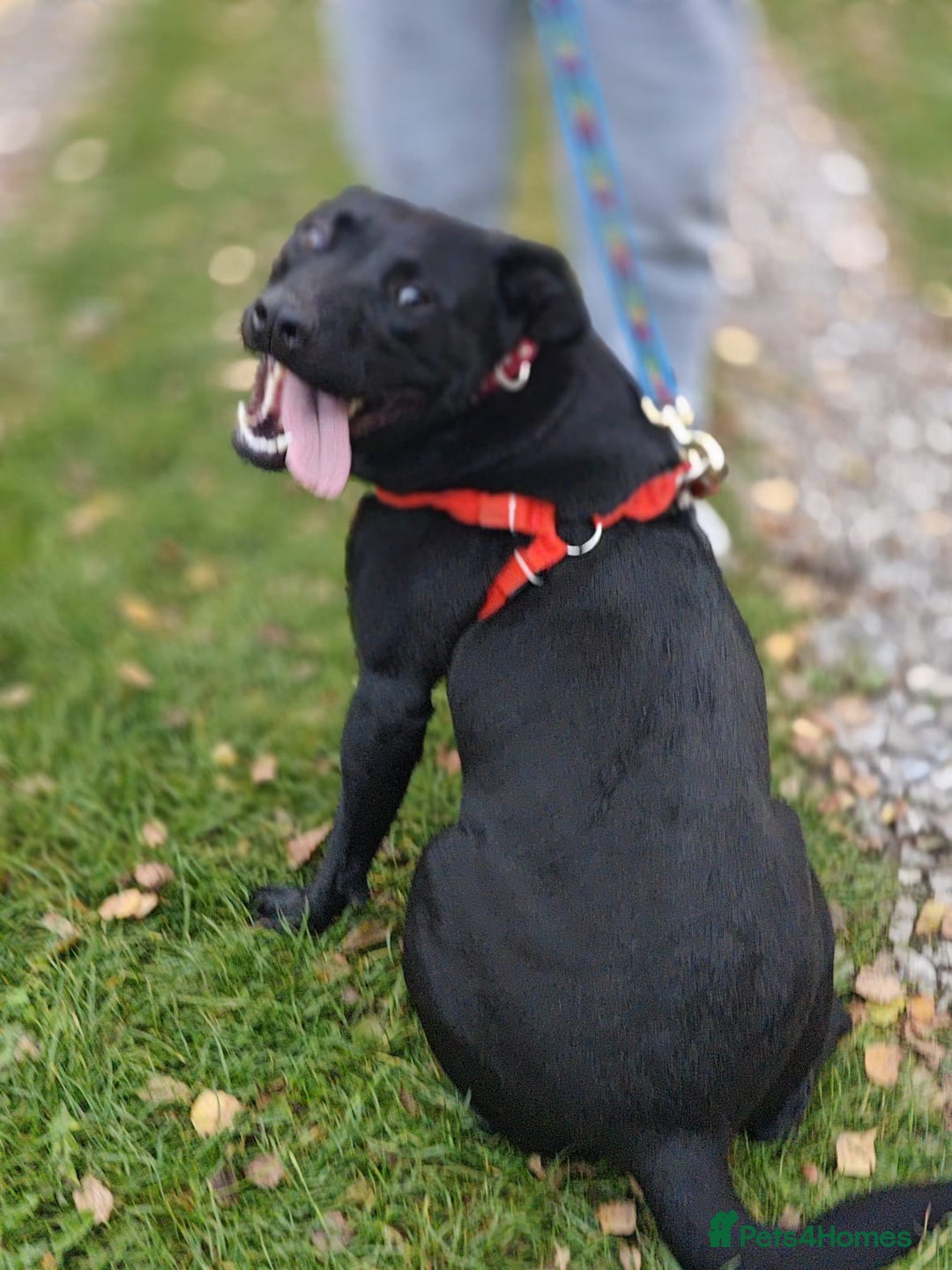 Mixed Breed dogs for adoption: 💖🐶 NICOL 🐶💖 - Image 23