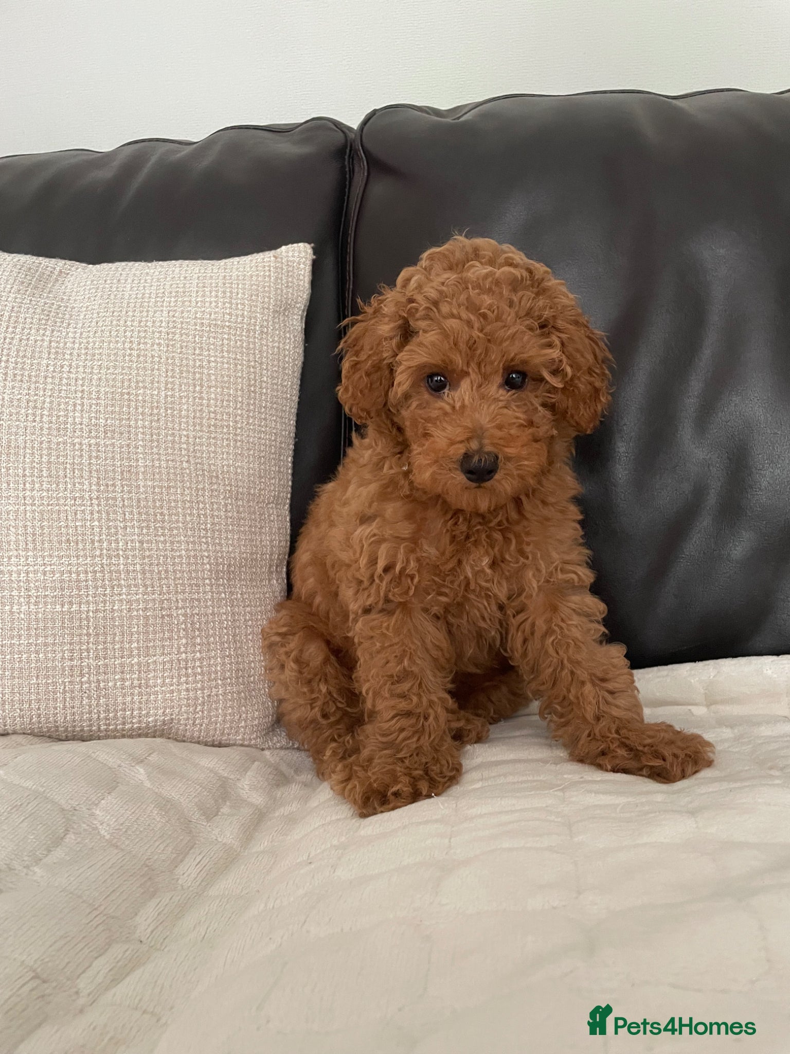 Toy Poodle dogs KC Toy Poodle - Advert 2