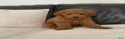 Toy Poodle dogs for sale: KC Toy Poodle - Advert 1