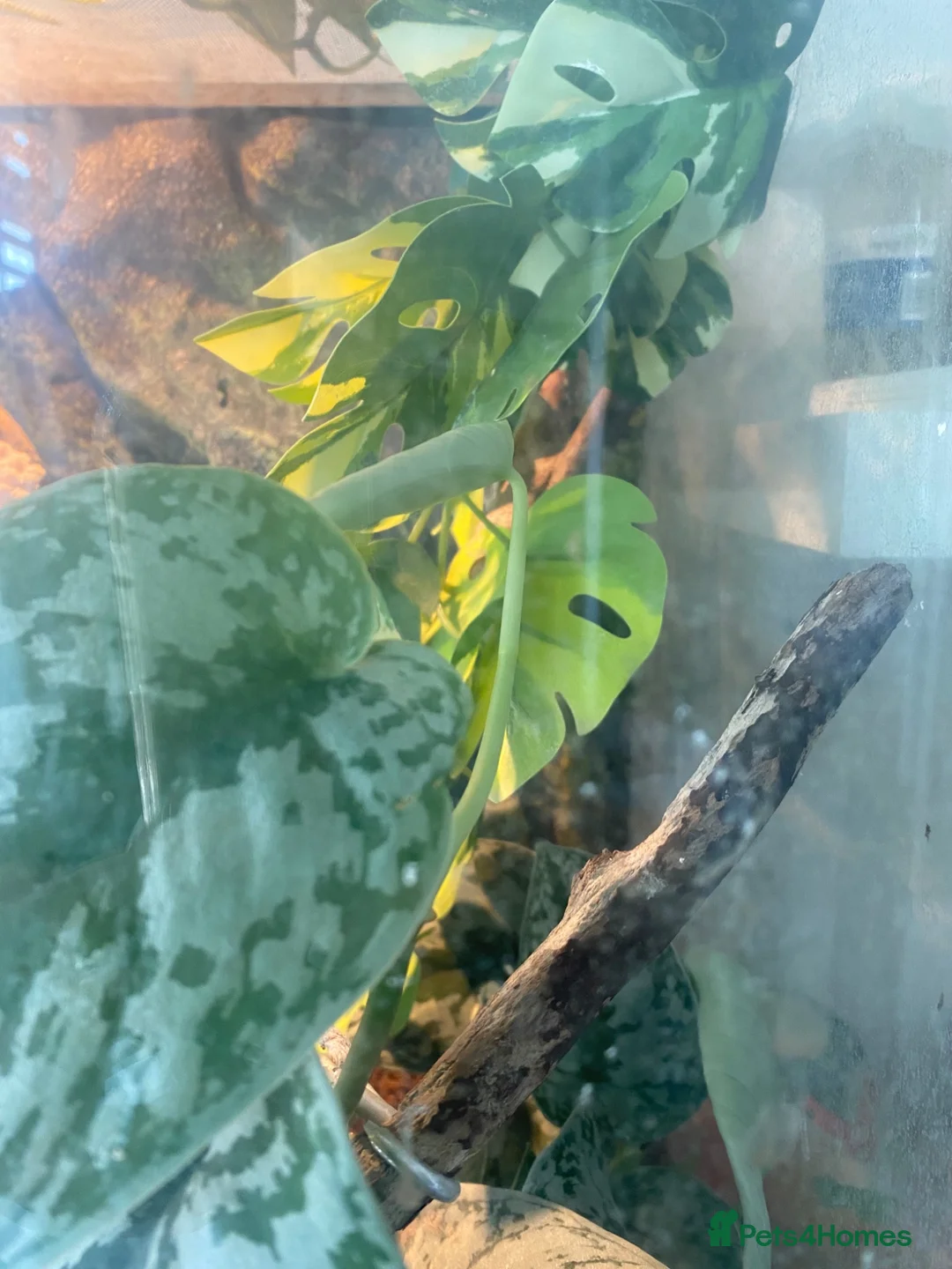 Gecko reptiles for sale: Crested gecko and bioactive enclosure in Ferndown - Advert 7