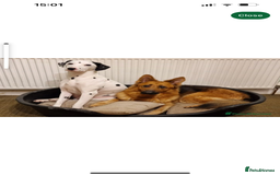 Mixed Breed dogs for sale: Maisie German Shepard X Dalmation - Advert 1