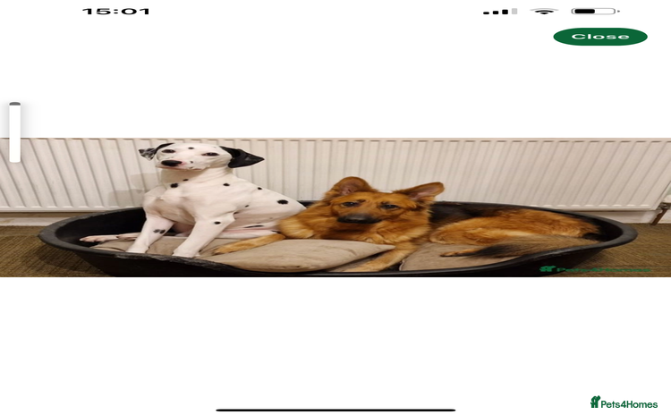 Mixed Breed dogs Maisie German Shepard X Dalmation - Advert 1