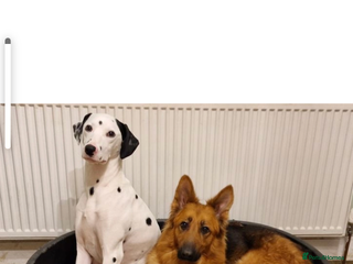 Mixed Breed dogs Maisie German Shepard X Dalmation - Advert 9