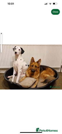 Mixed Breed dogs Maisie German Shepard X Dalmation - Advert 1