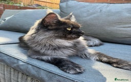 Maine Coon cats for sale: Stunning championship Maine coon black smoke - Image 18