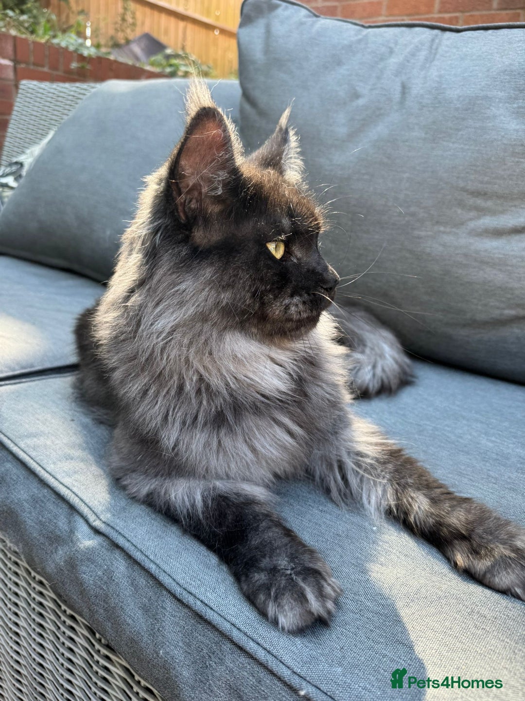 Maine Coon cats for sale: Stunning championship Maine coon black smoke - Image 18