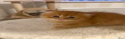 Scottish Fold cats for sale: Mum is Scottish fold, dad is British straight  - Advert 22