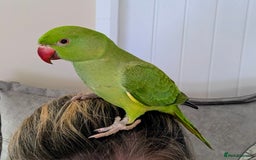 Ringnecks birds for sale: Hand reared ringneck - Image 1