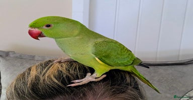 Ringnecks birds - Advert 8