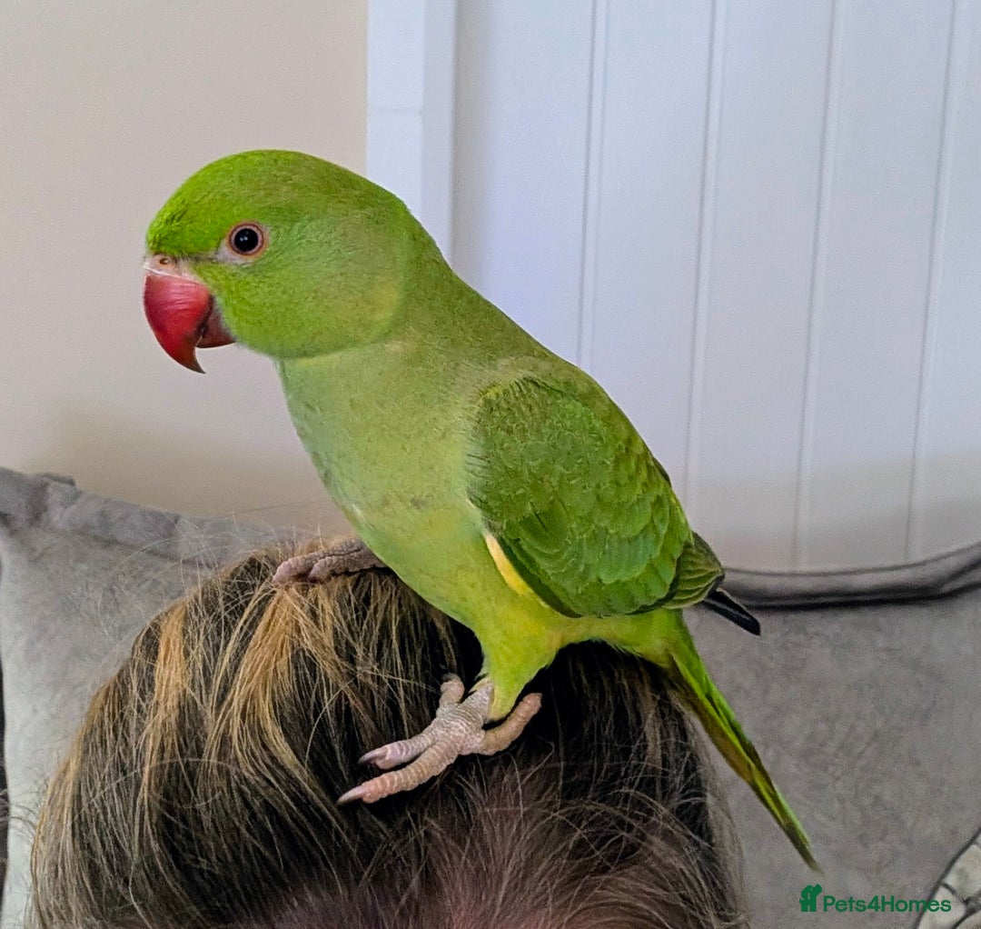 Ringnecks birds for sale: Hand reared ringneck - Image 1