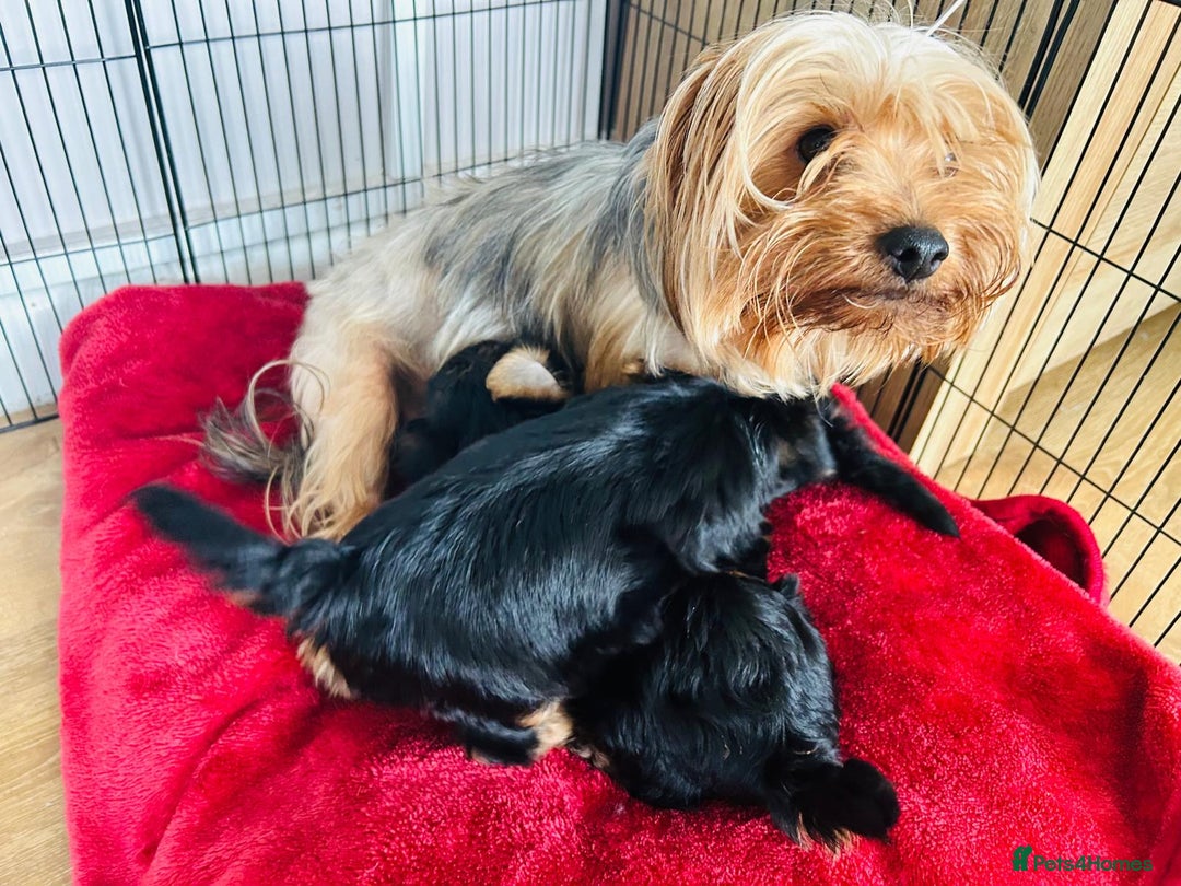 Yorkshire Terrier dogs for sale: 3 gorgeous Yorkshire terrier boy puppies - Image 5