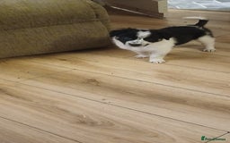 Border Collie dogs for sale: My babies  - Image 11