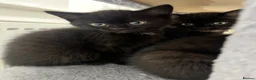 Mixed Breed cats for sale: Stunning Black “Mini Panther” Kittens  - Advert 7