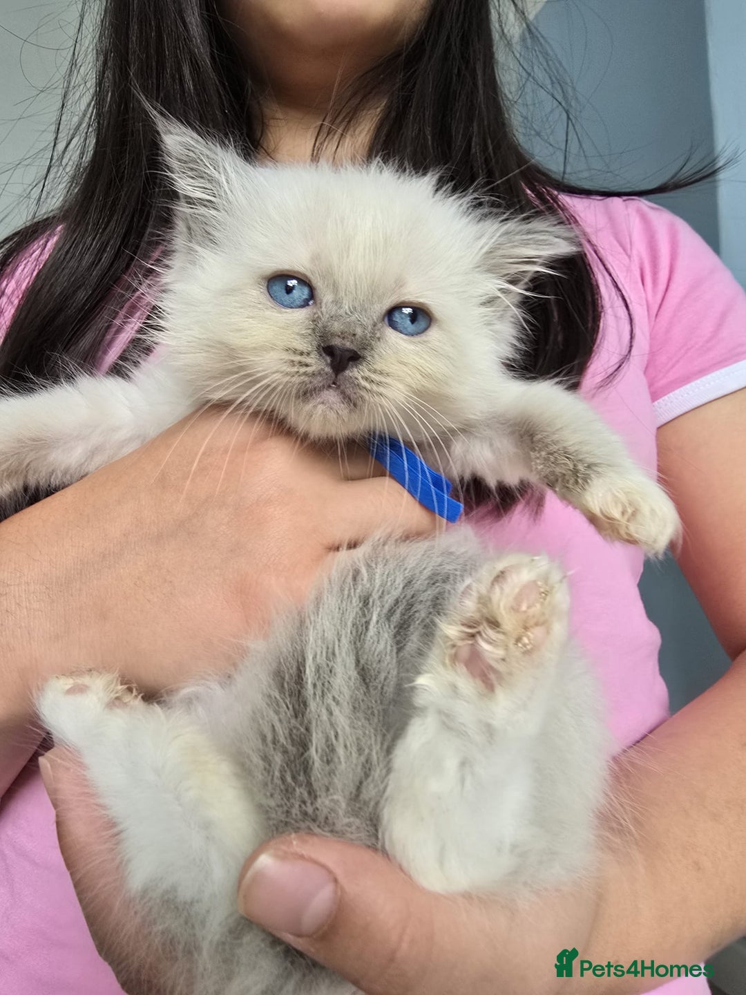 Ragdoll cats for sale: Irresistable Blue Mitted Ragdoll Kittens🙀😻🙀 - Image 23