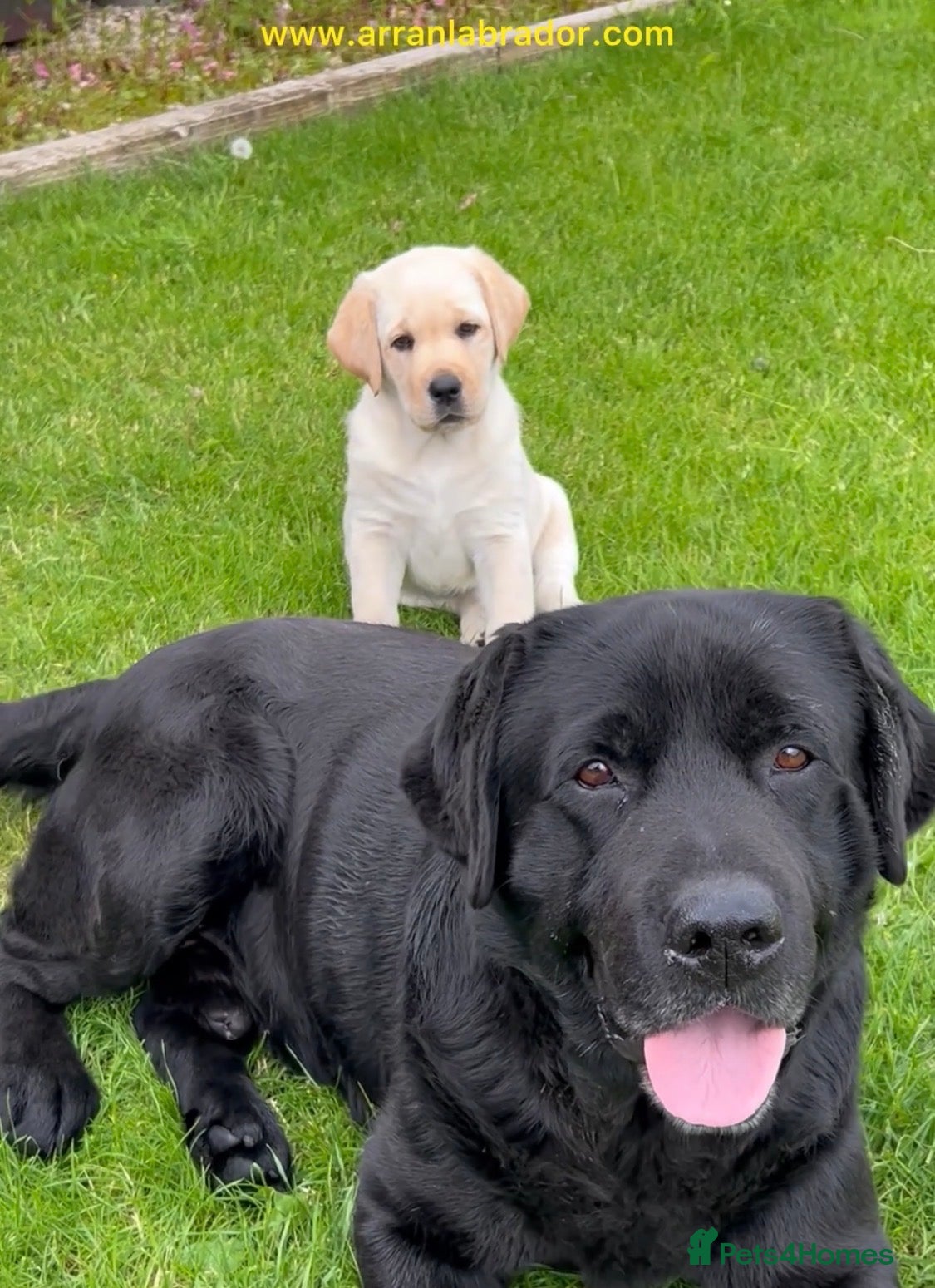 Labrador Retriever dogs One Yellow Purebred Pedigree Male Labrador - Advert 2