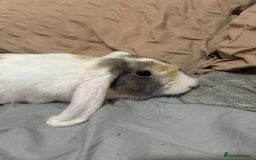 English rabbits for sale: Beautiful 5 month old male rabbit  - Image 2