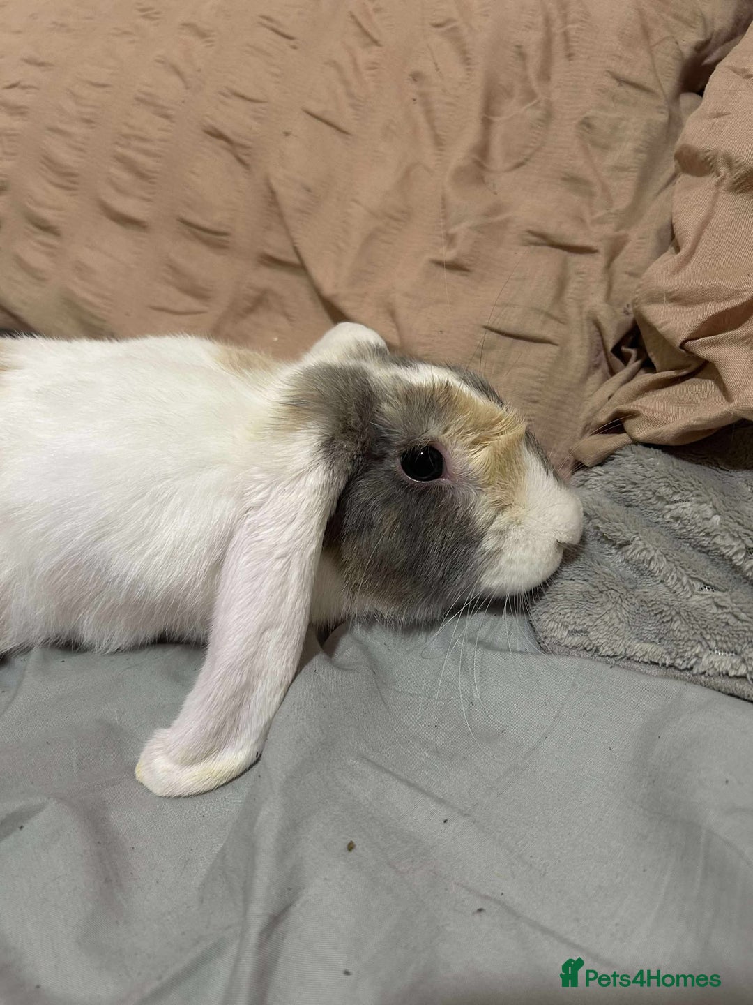 English rabbits for sale: Beautiful 5 month old male rabbit  - Image 2