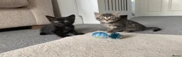 Domestic Shorthair cats for sale: Beautiful kittens in Canvey Island - Advert 5