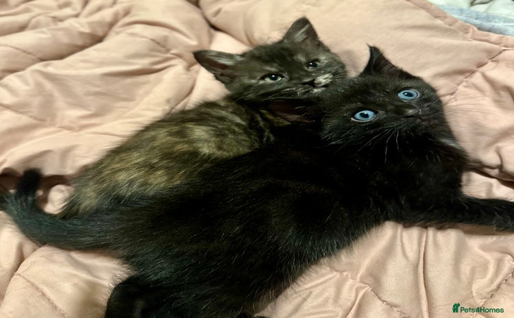 Mixed Breed cats - Advert 11