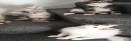 Maine Coon cats for sale: 🏅TICA🏅pure maine coon kittens - Advert 5