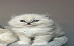 Ragdoll cats for sale: Registered Ragdolls kittens for sale - Image 36