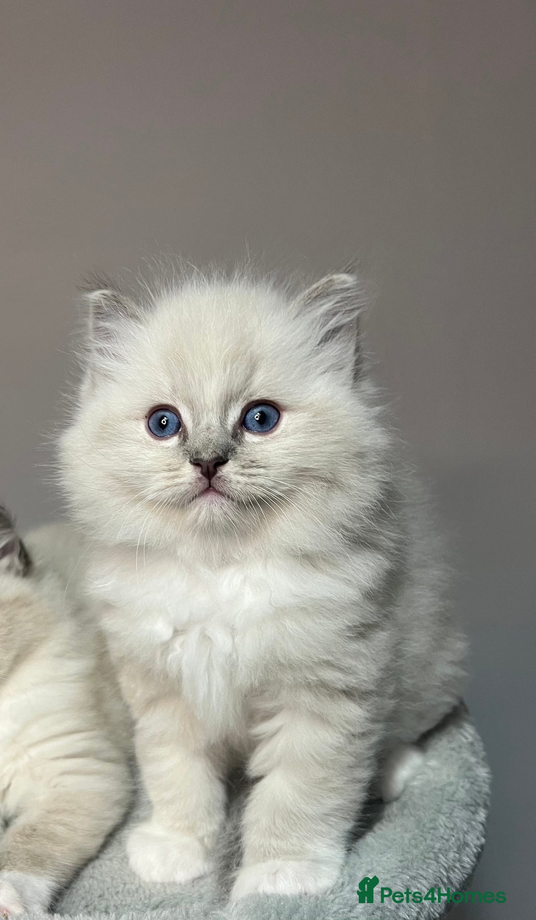 Ragdoll cats for sale: Registered Ragdolls kittens for sale - Image 36