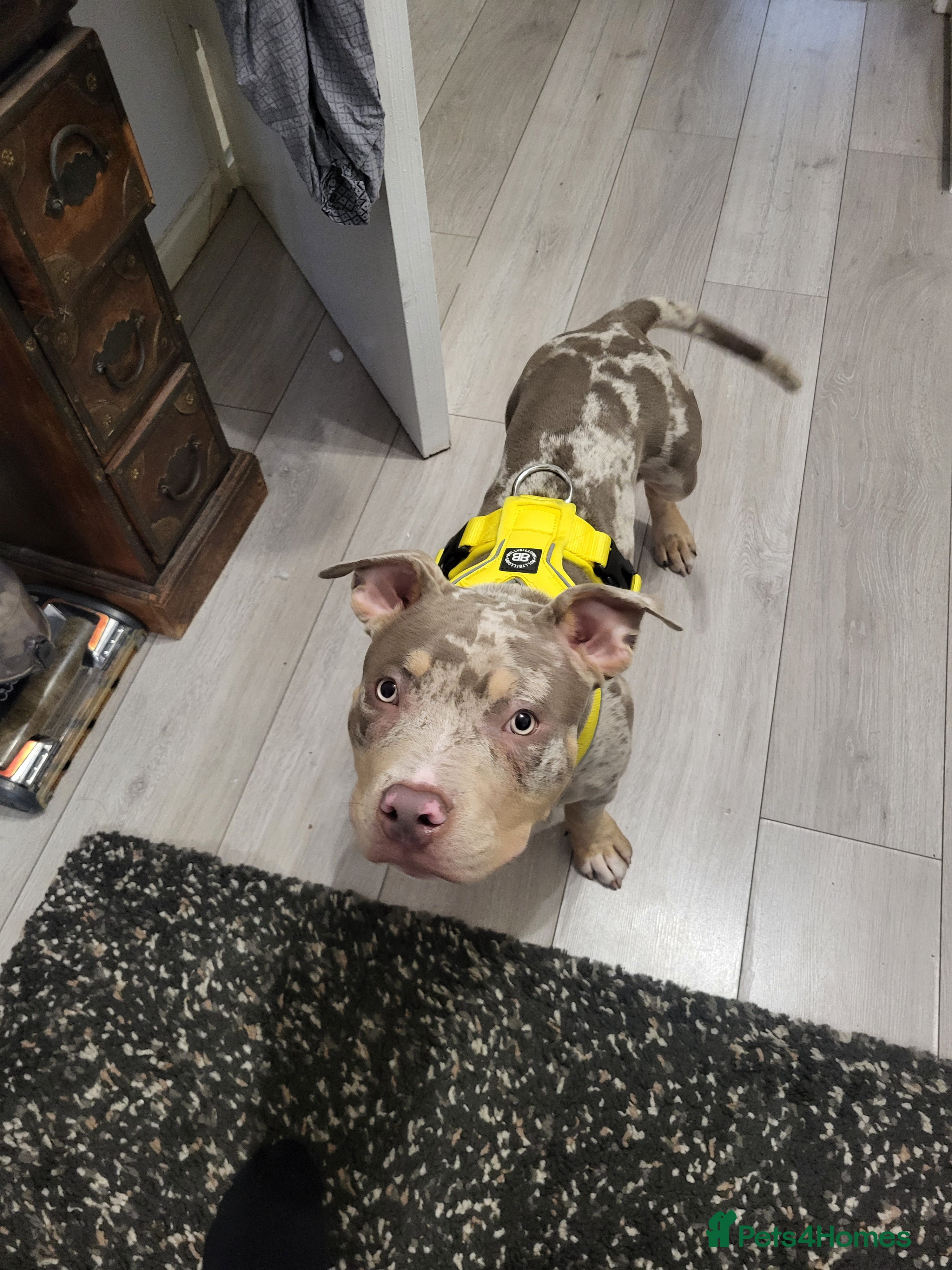 American Bully dogs Grand Champion bloodline American Bully (not xl).  - Advert 2