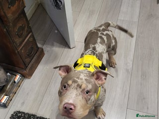 American Bully dogs Grand Champion bloodline American Bully (not xl). - Advert 2