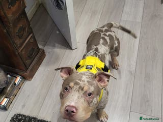 American Bully dogs Grand Champion bloodline American Bully (not xl). - Advert 1