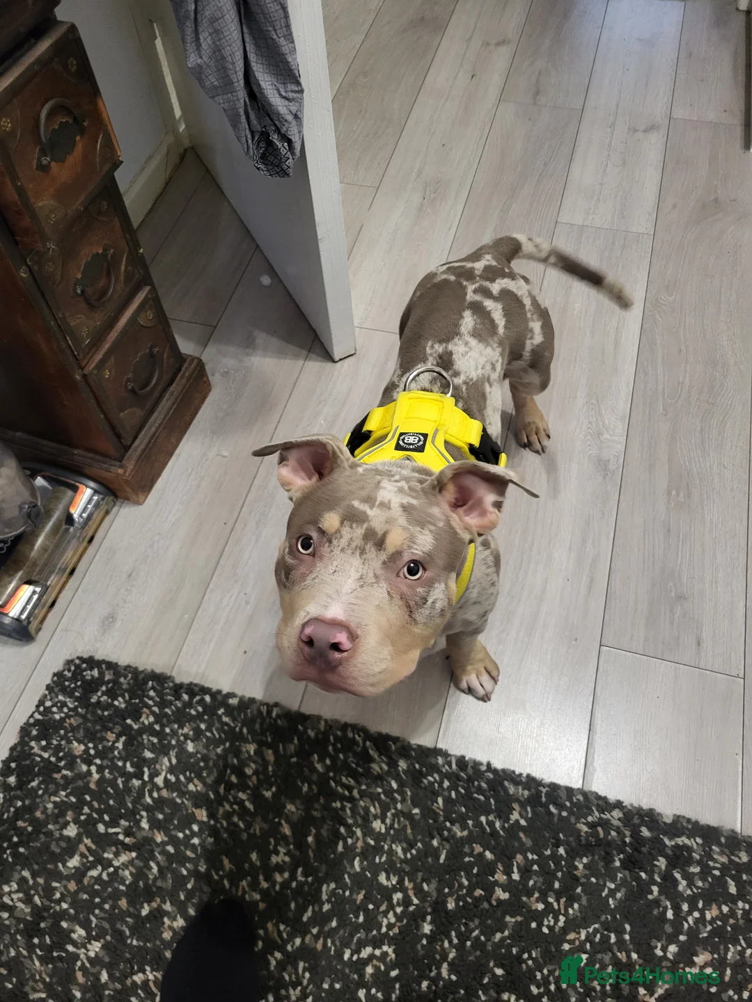 American Bully dogs for sale: Grand Champion bloodline American Bully (not xl).  - Advert 1