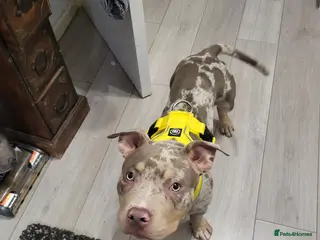 American Bully dogs Grand Champion bloodline American Bully (not xl). - Advert 4