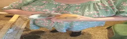 Guinea Pig rodents for sale: Sheltie boars  - Advert 6