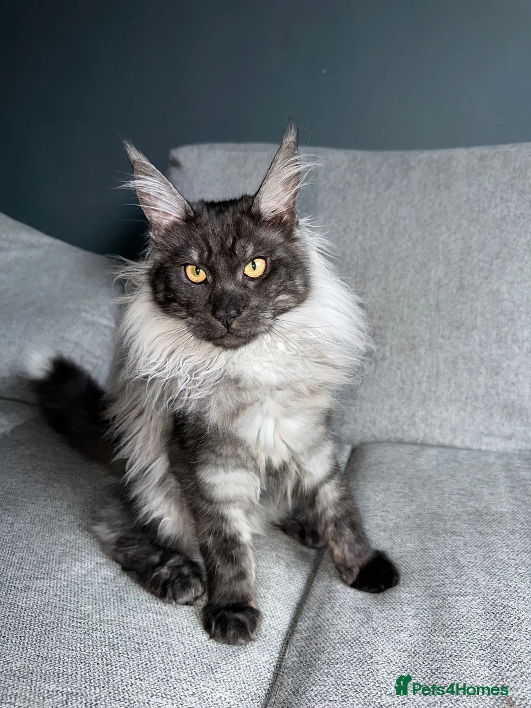 Maine Coon cats for sale: Loki  - Advert 8