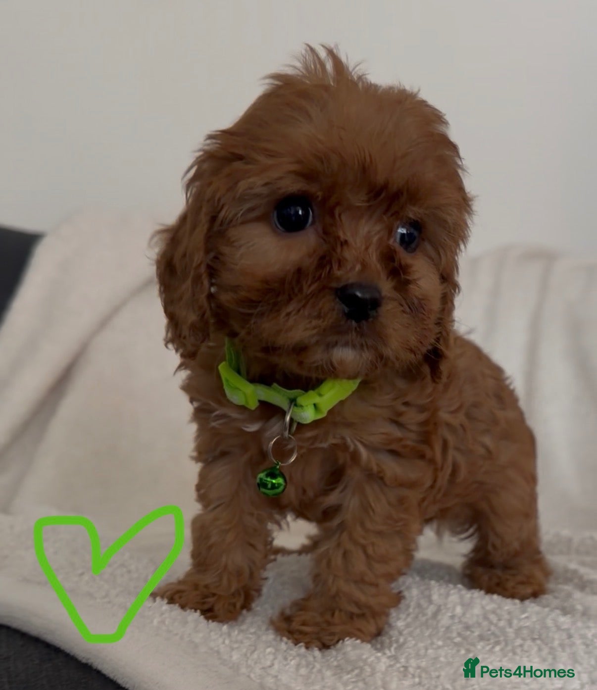 Cavapoo dogs F1 Cavapoo puppies. Boys and Girls available  - Advert 6