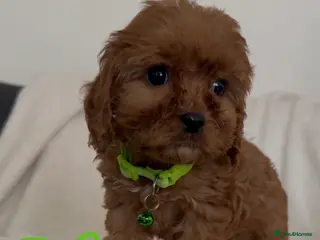 Cavapoo dogs F1 Cavapoo puppies. Boys and Girls available - Advert 6