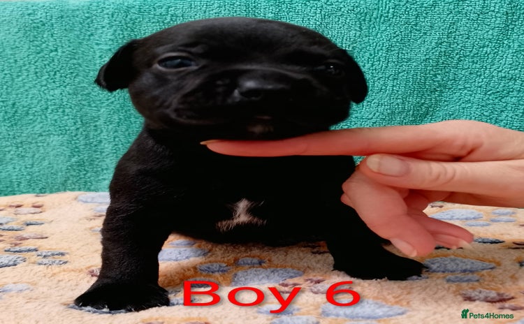 Staffordshire Bull Terrier dogs - Advert 2