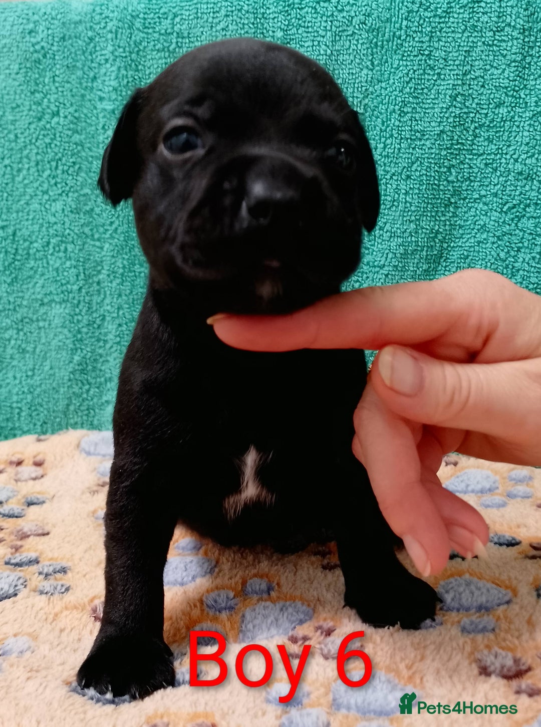 Staffordshire Bull Terrier dogs for sale: KC Registered Champions Bloodline Show Quality  - Image 13
