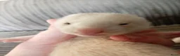 Ferret rodents for sale: 2 half micro sandy ferret males for sale  in Birmingham - Advert 4