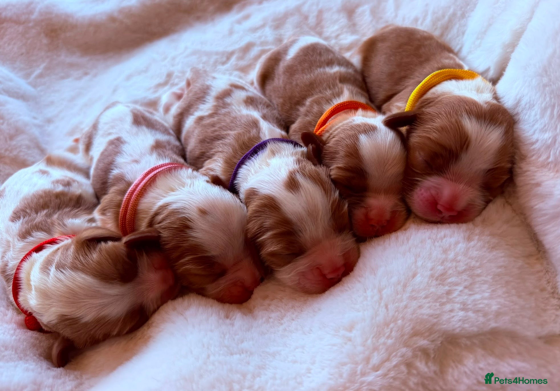 Cavalier King Charles Spaniel dogs KC Reg Health Tested Cavalier Puppies Due 18th Aug - Advert 4