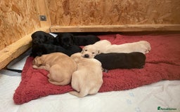 Labrador Retriever dogs for sale: Kc registered Labrador puppies for sale - Image 11